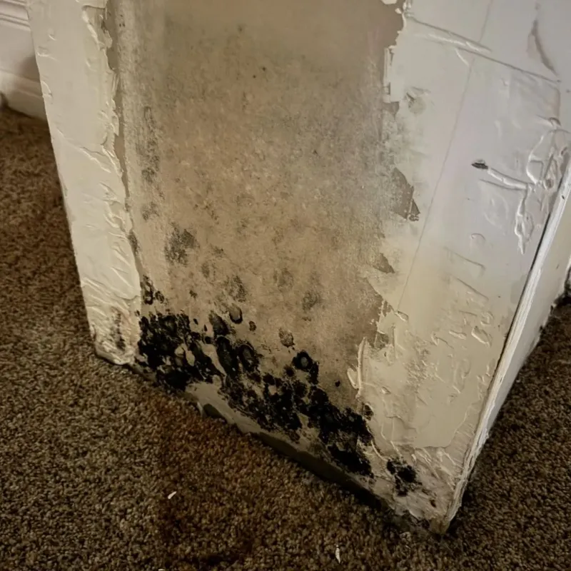 Professional Mold Removal in Danvers, MA